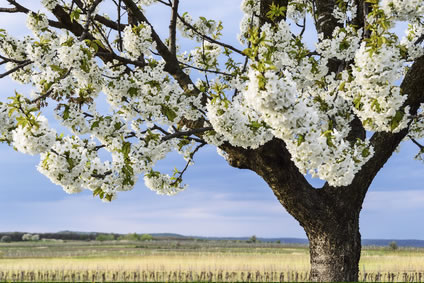 Blühender Kirschbaum im April