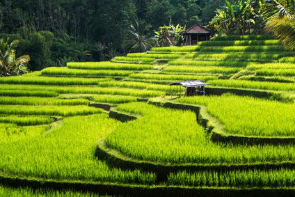 Reisterrassen auf der Insel Bali im Juni