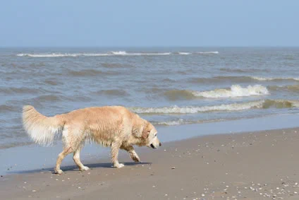 Hund am Strand