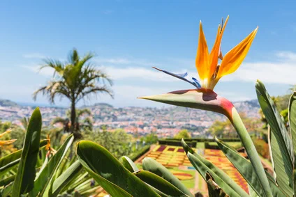 Die Blumeninsel Madeira